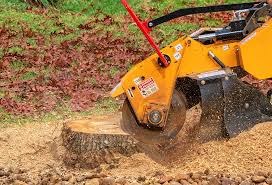 Best Fruit Tree Pruning  in Huntington, VA