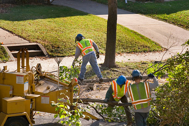 Lawn Pest Prevention in Huntington, VA